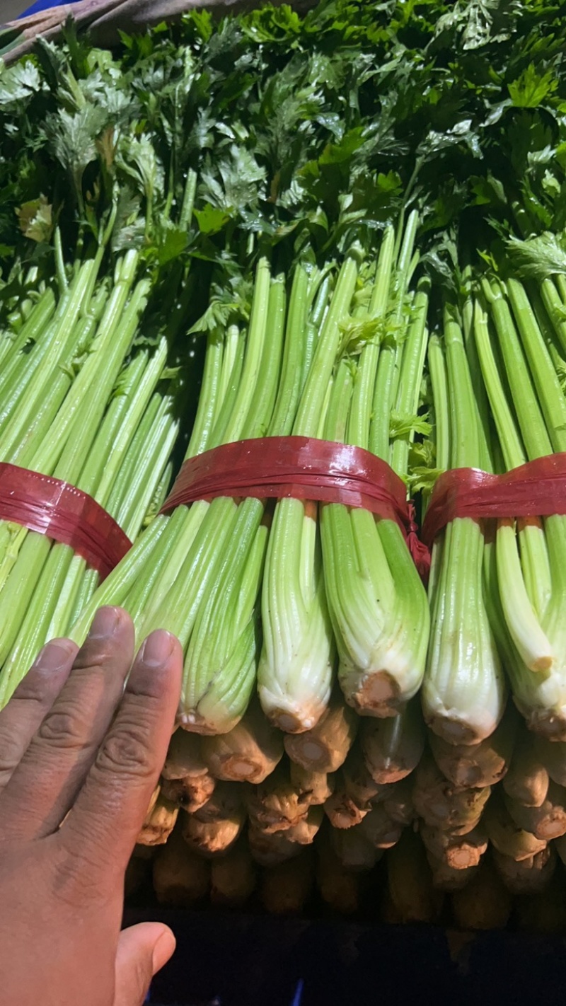 本地精品芹菜大量上市，可超市，市场，可做任何包装
