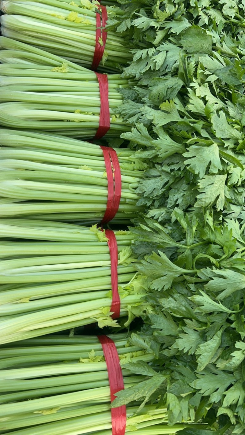 本地精品芹菜大量上市，可超市，市场，可做任何包装