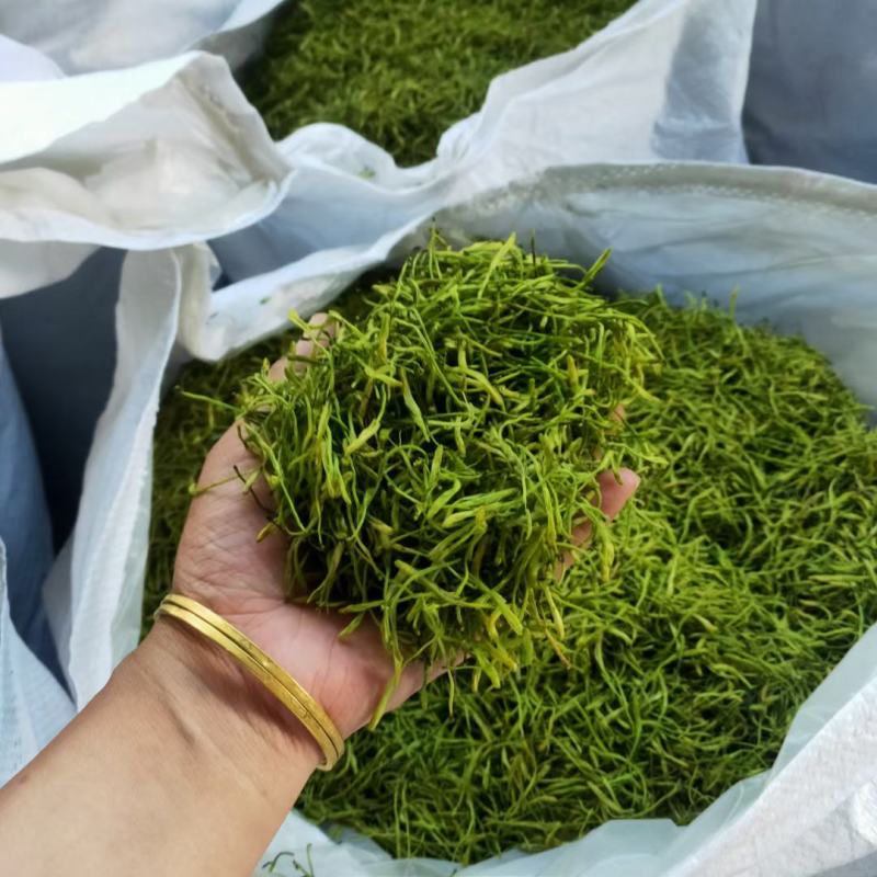 湘蕾五号金银花苗产量高湘蕾5号适应强，易管理基地现挖现发
