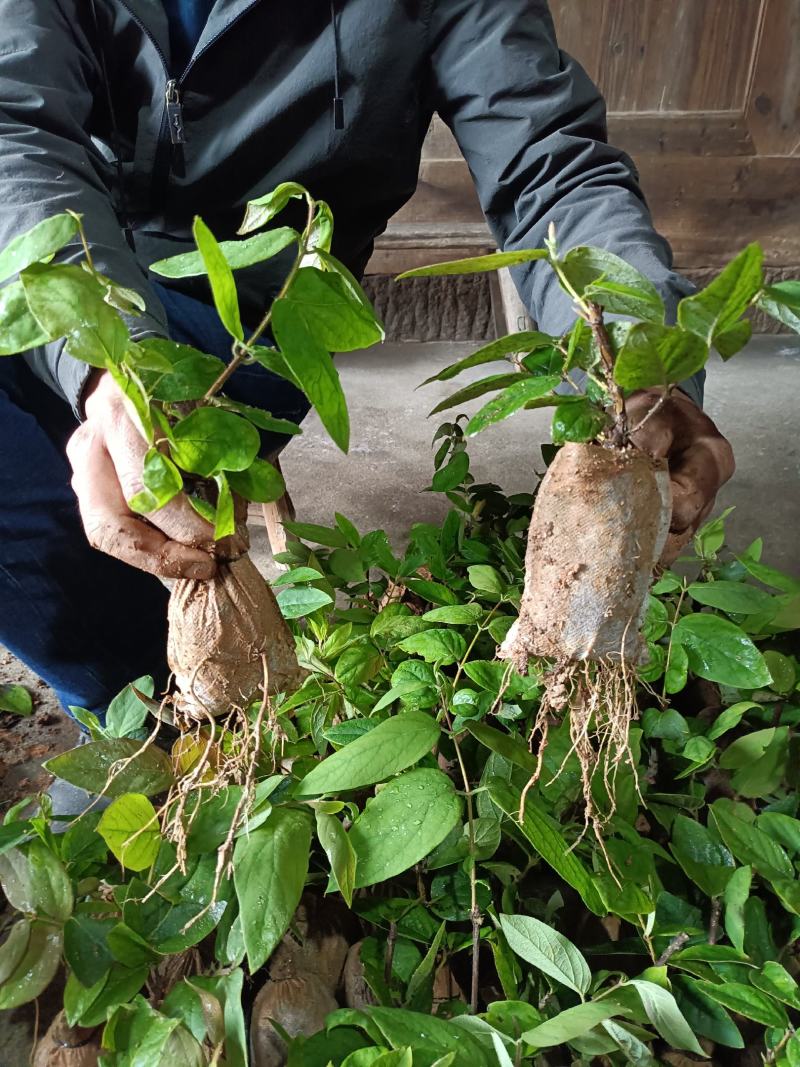 湘蕾五号金银花苗产量高湘蕾5号适应强，易管理基地现挖现发