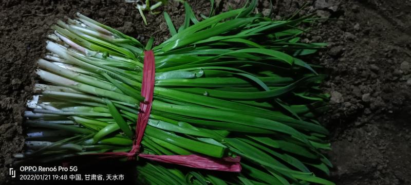 甘肃韭菜武山韭菜韭菜之乡产地直发鲜嫩肥美