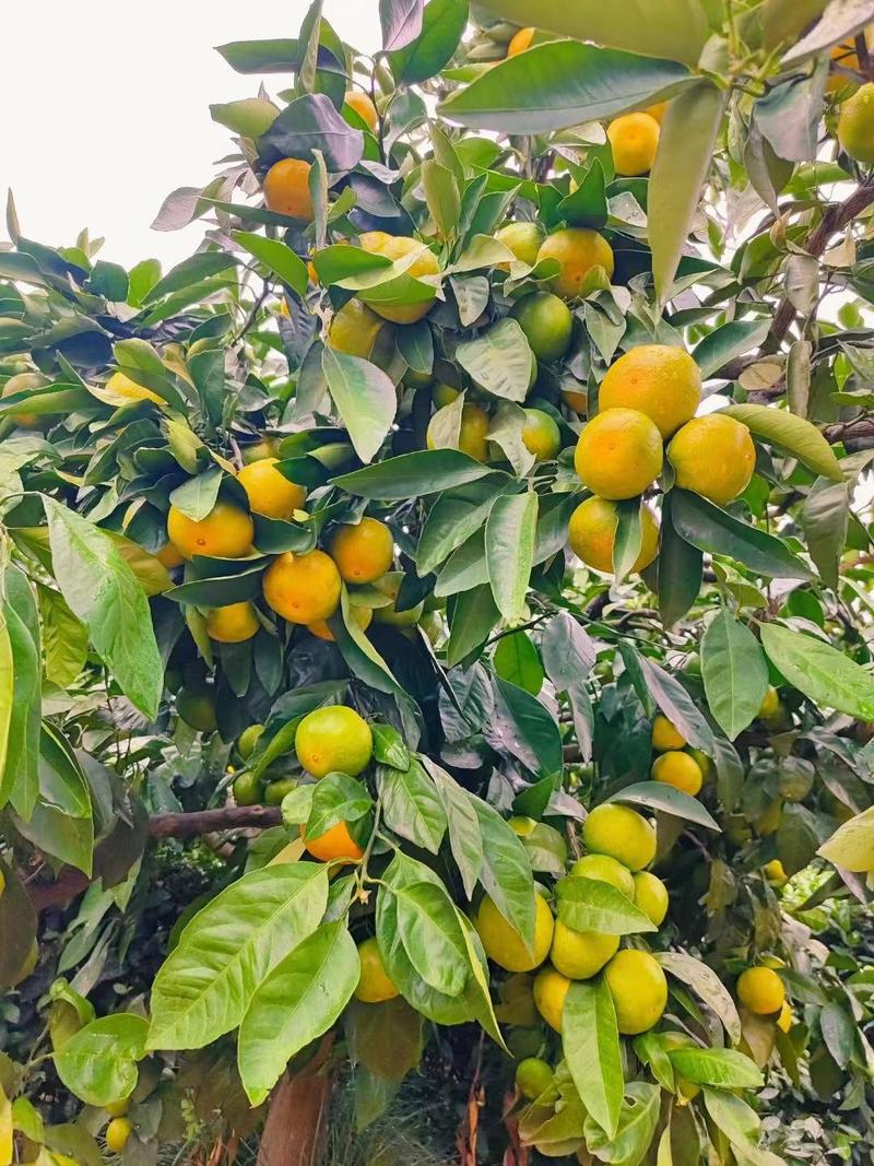 湖北宜昌特早蜜橘大量上市出货货源充足品质保证价格美丽