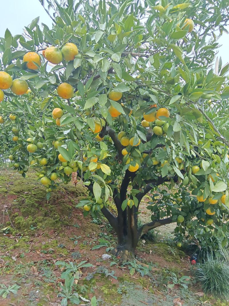 湖北宜昌特早蜜橘大量上市出货货源充足品质保证价格美丽