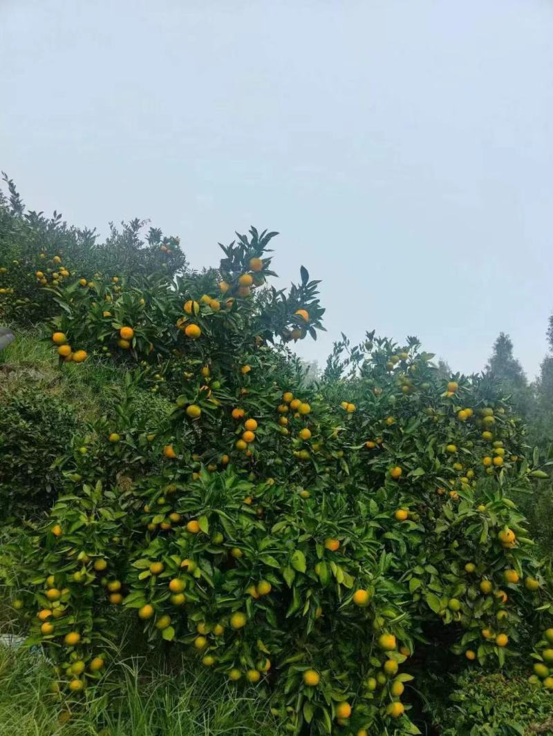 湖北宜昌特早蜜橘大量上市出货货源充足品质保证价格美丽