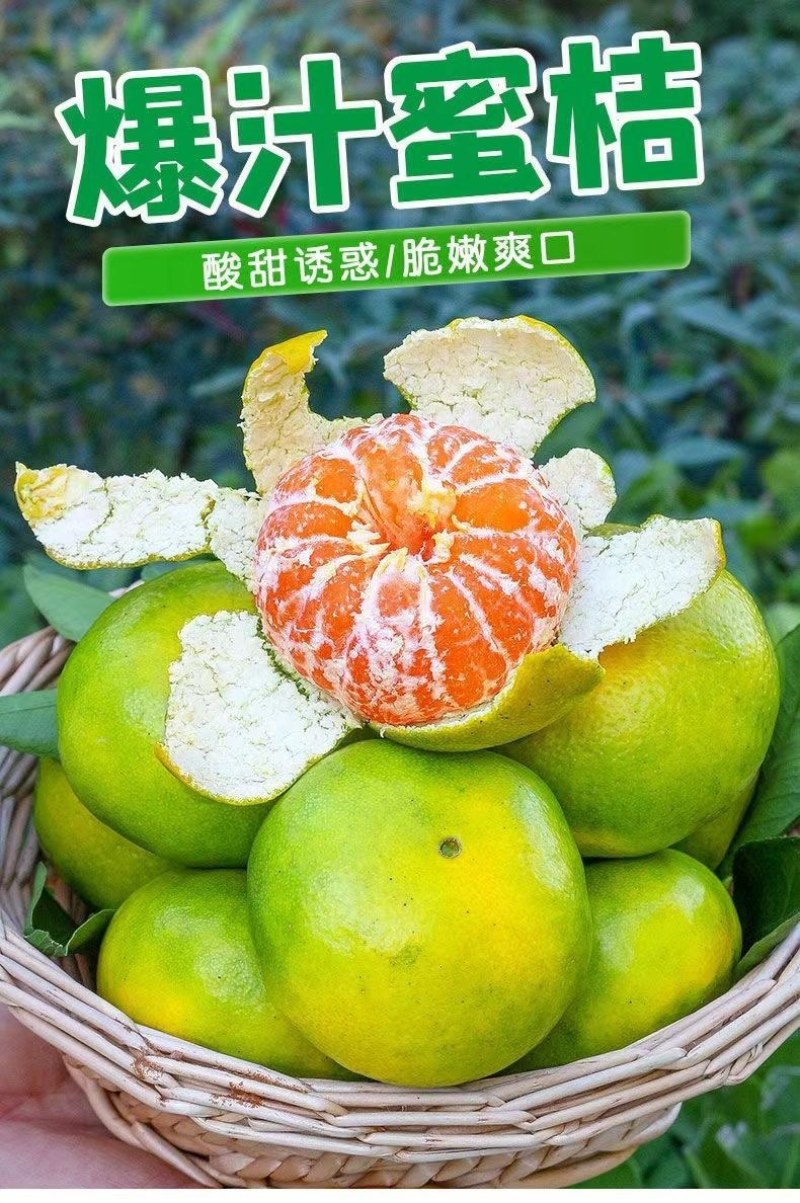 包邮）橘子新鲜蜜橘薄皮桔子高山蜜桔农家青皮无籽柑当季水果