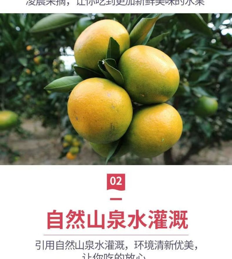 包邮）橘子新鲜蜜橘薄皮桔子高山蜜桔农家青皮无籽柑当季水果