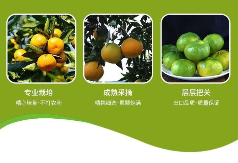 包邮）橘子新鲜蜜橘薄皮桔子高山蜜桔农家青皮无籽柑当季水果