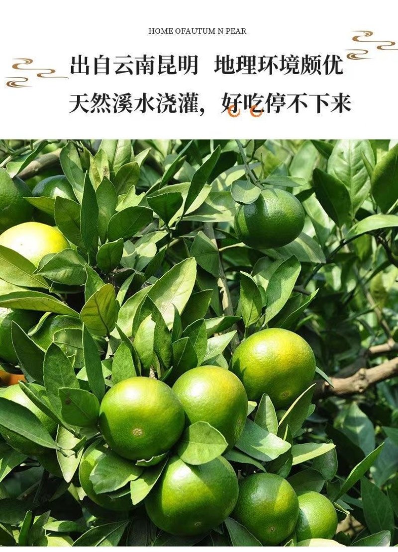 包邮）橘子新鲜蜜橘薄皮桔子高山蜜桔农家青皮无籽柑当季水果