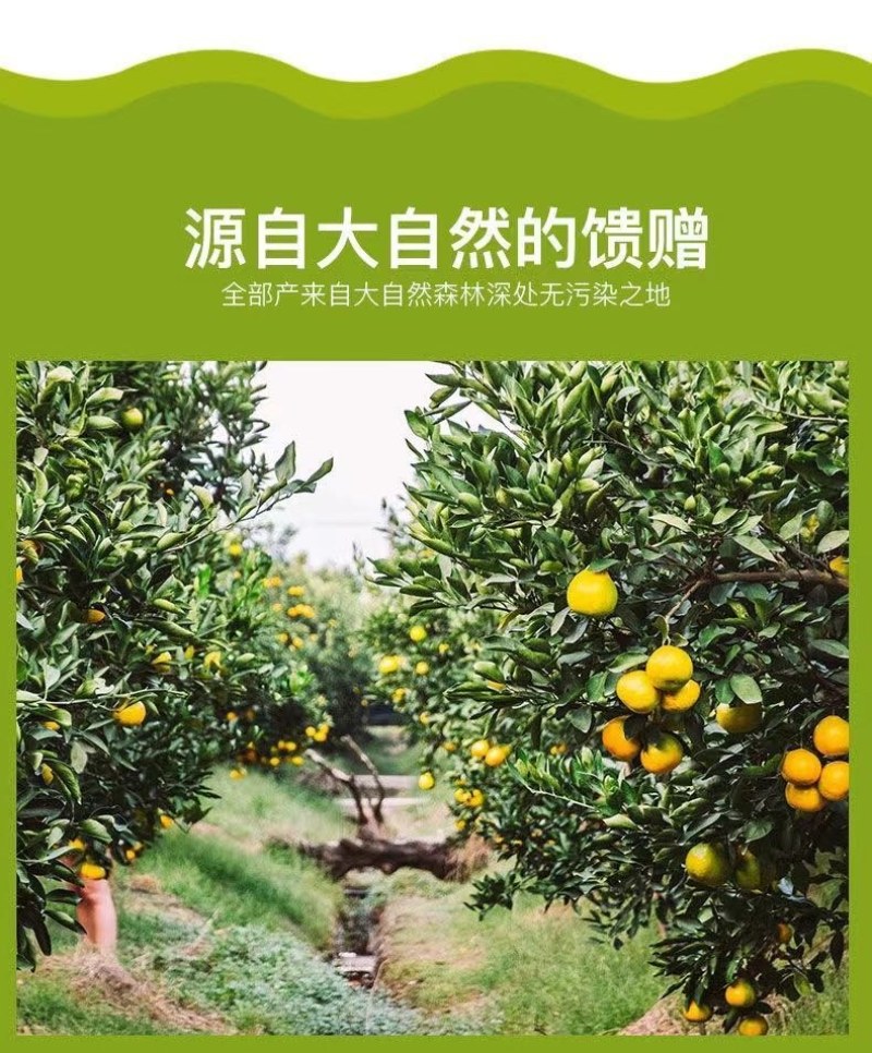包邮）橘子新鲜蜜橘薄皮桔子高山蜜桔农家青皮无籽柑当季水果