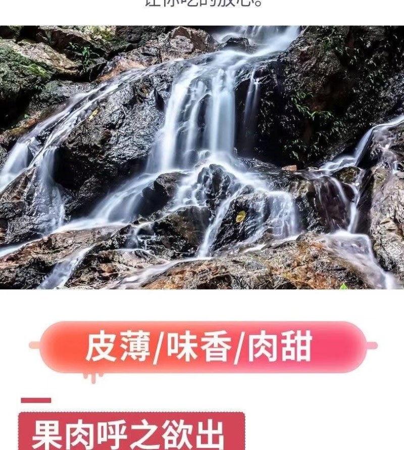 包邮）橘子新鲜蜜橘薄皮桔子高山蜜桔农家青皮无籽柑当季水果