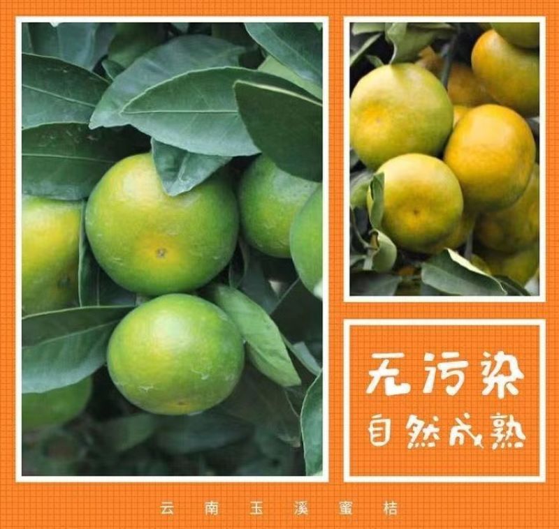 包邮）橘子新鲜蜜橘薄皮桔子高山蜜桔农家青皮无籽柑当季水果