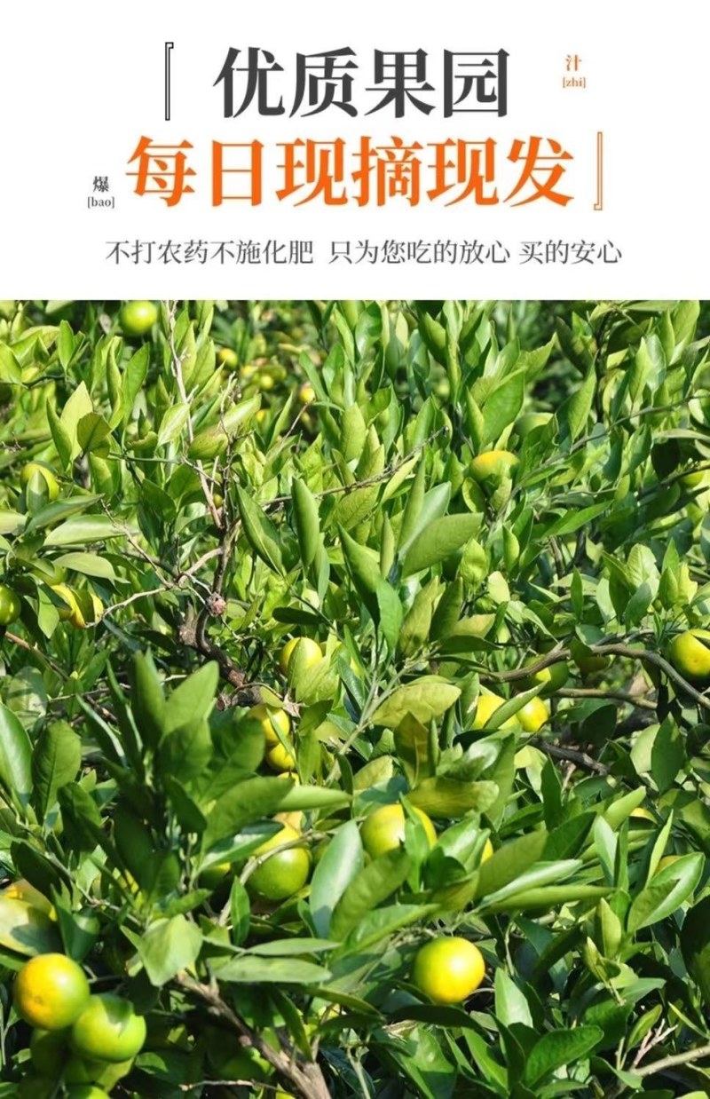 包邮）橘子新鲜蜜橘薄皮桔子高山蜜桔农家青皮无籽柑当季水果