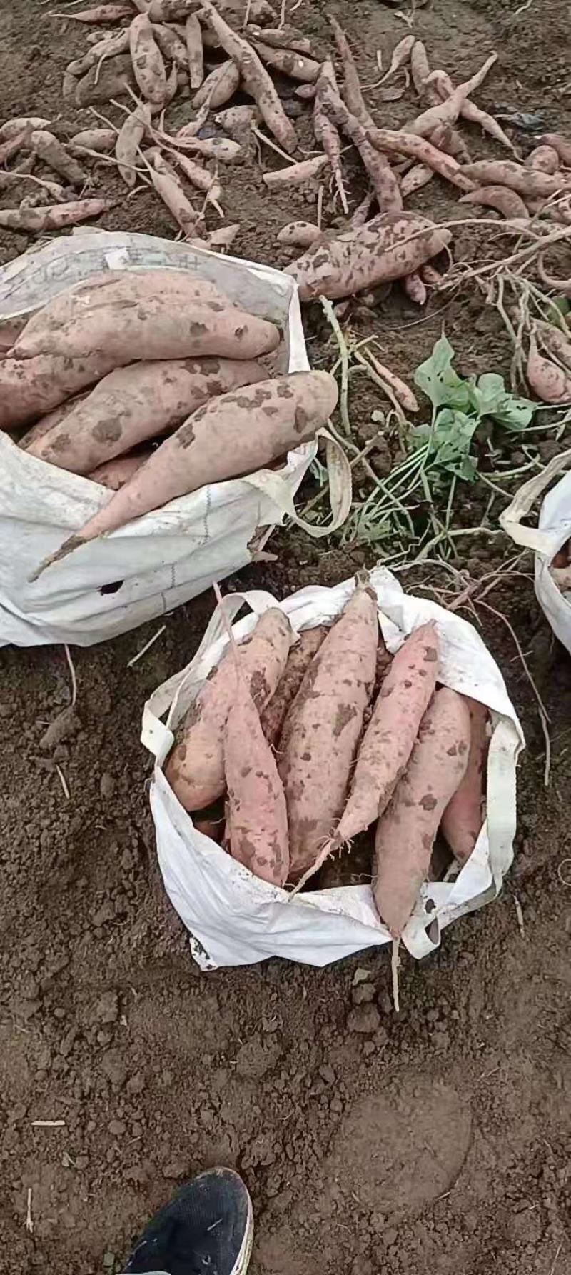 龙九红薯量大，邢台柏乡，出货快