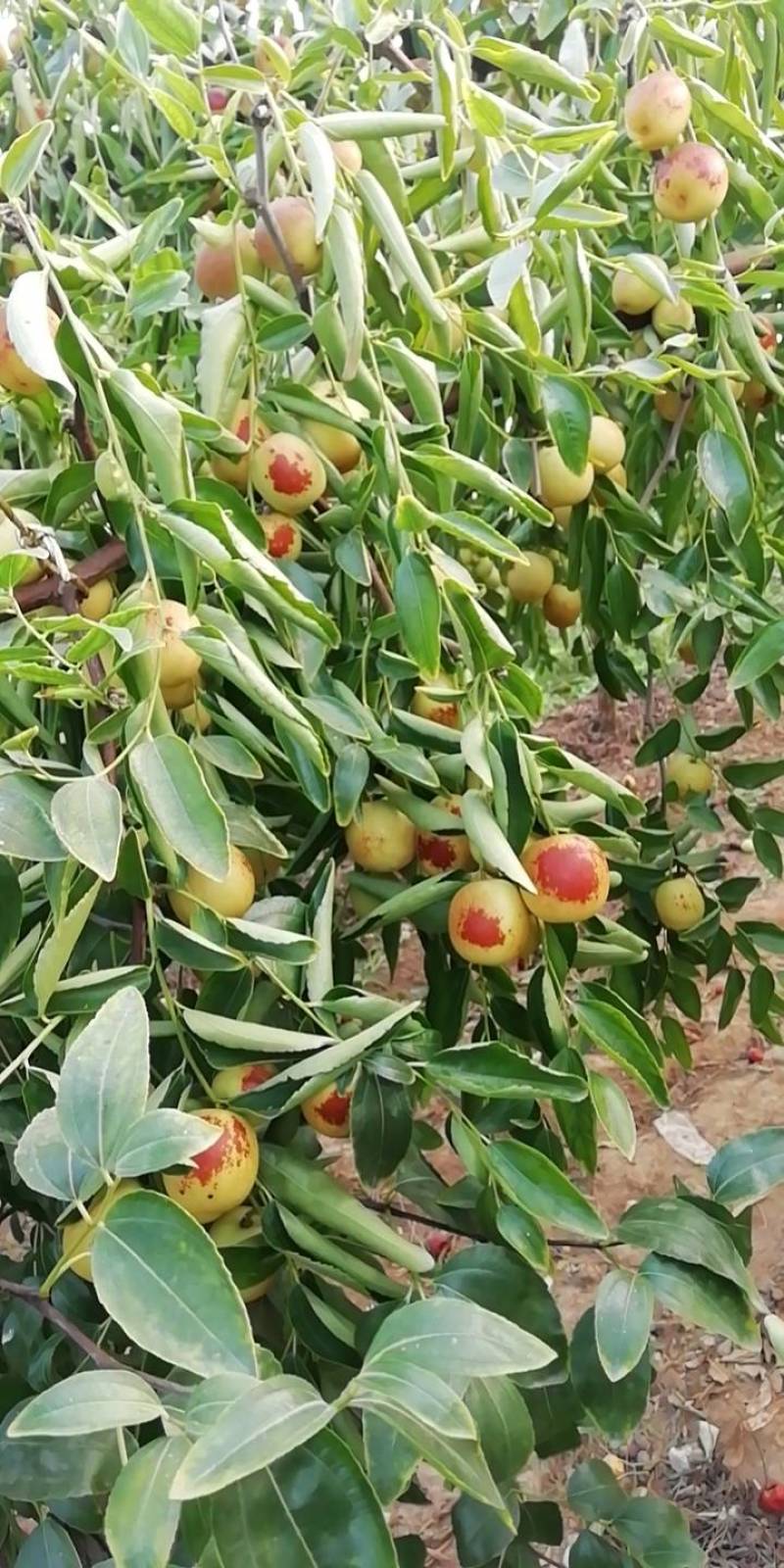 山西庙上冬枣