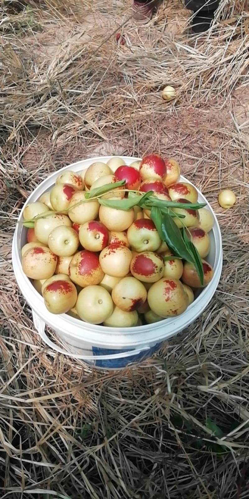山西庙上冬枣