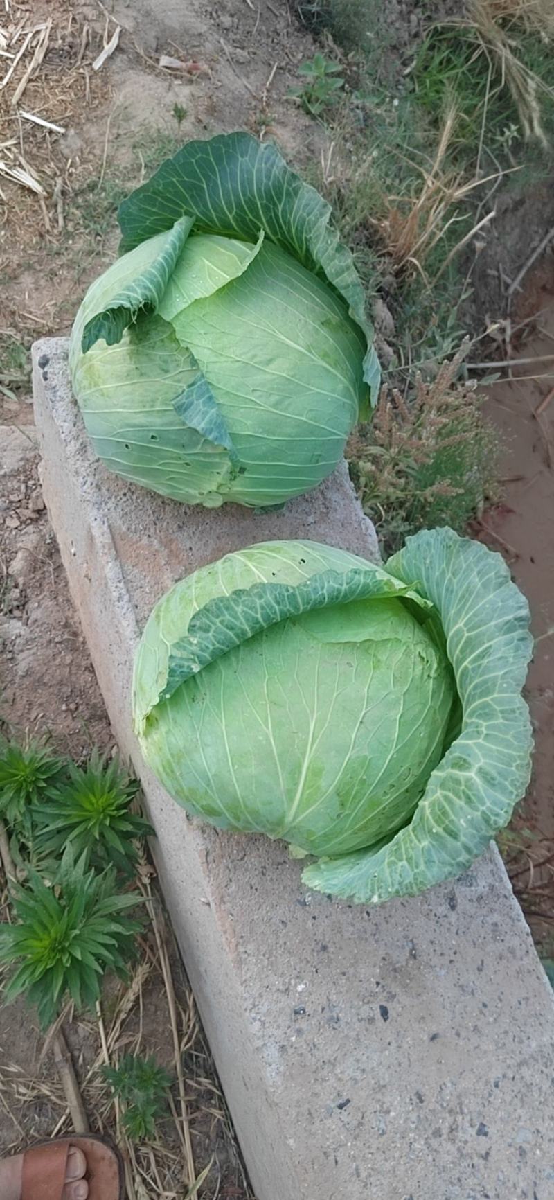 基地的京丰一号大量上市了，质量好，价格低，欢迎您的光临