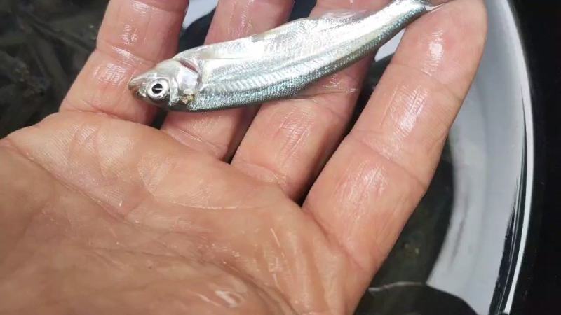 特种鱼苗全国发货鲟鱼苗雅鱼苗鲈鱼苗