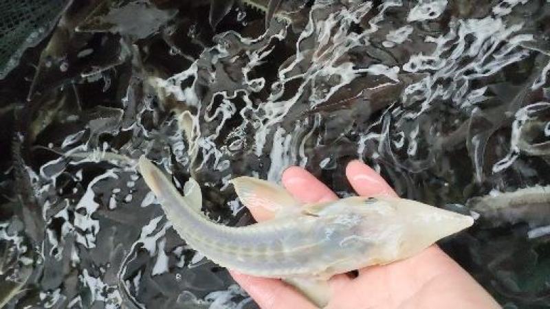 特种鱼苗全国发货鲟鱼苗雅鱼苗鲈鱼苗
