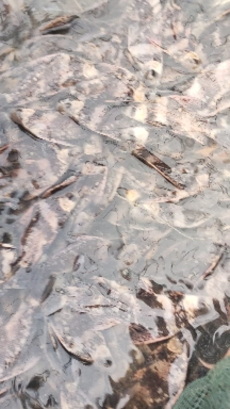 特种鱼苗全国发货鲟鱼苗雅鱼苗鲈鱼苗