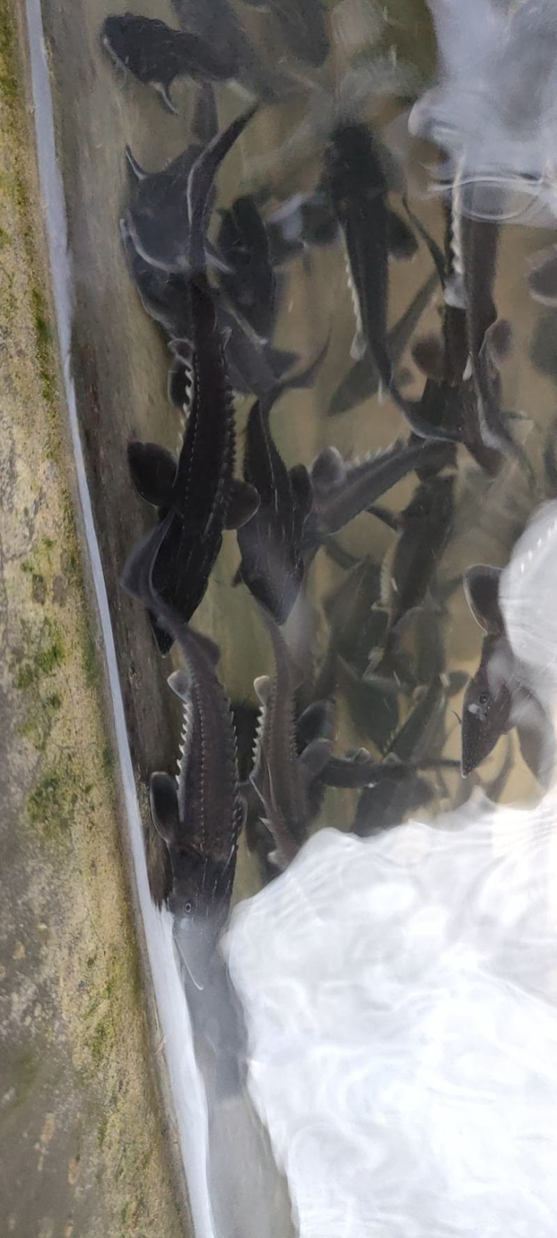 特种鱼苗全国发货鲟鱼苗雅鱼苗鲈鱼苗
