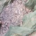 特种鱼苗全国发货鲟鱼苗雅鱼苗鲈鱼苗