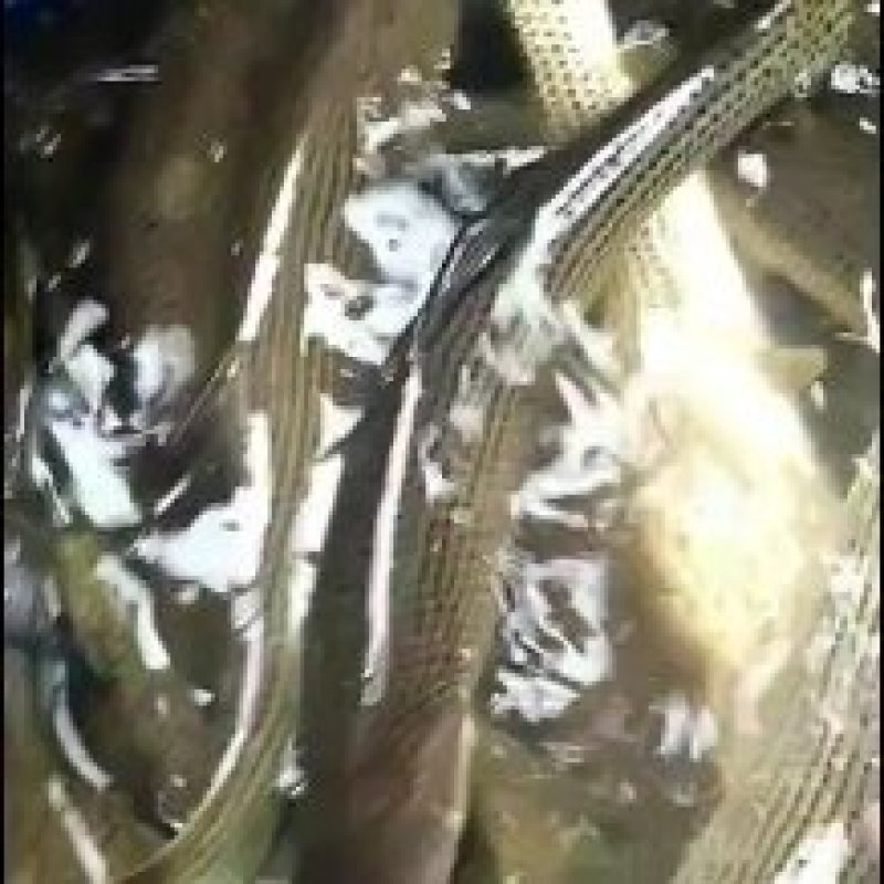 特种鱼苗全国发货鲟鱼苗雅鱼苗鲈鱼苗