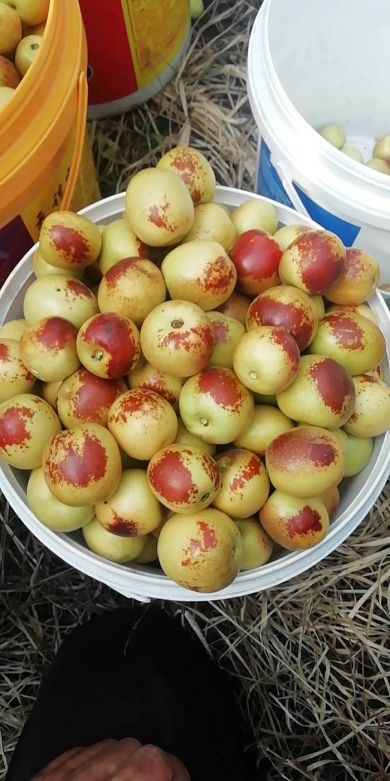 庙上冬枣