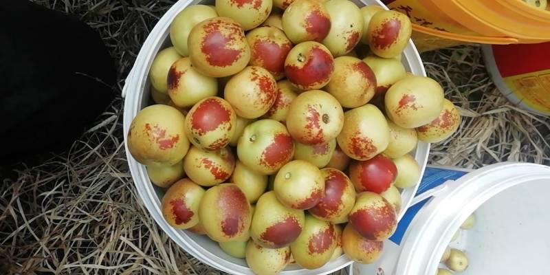 庙上冬枣