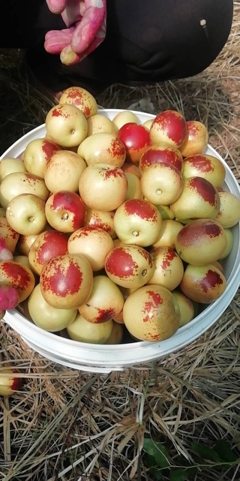 庙上冬枣