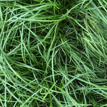 绵阳三台麦冬苗！绿化苗！价格实惠质量优秀