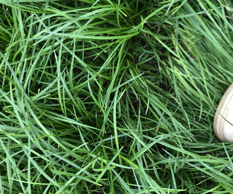 绵阳三台麦冬苗！绿化苗！价格实惠质量优秀