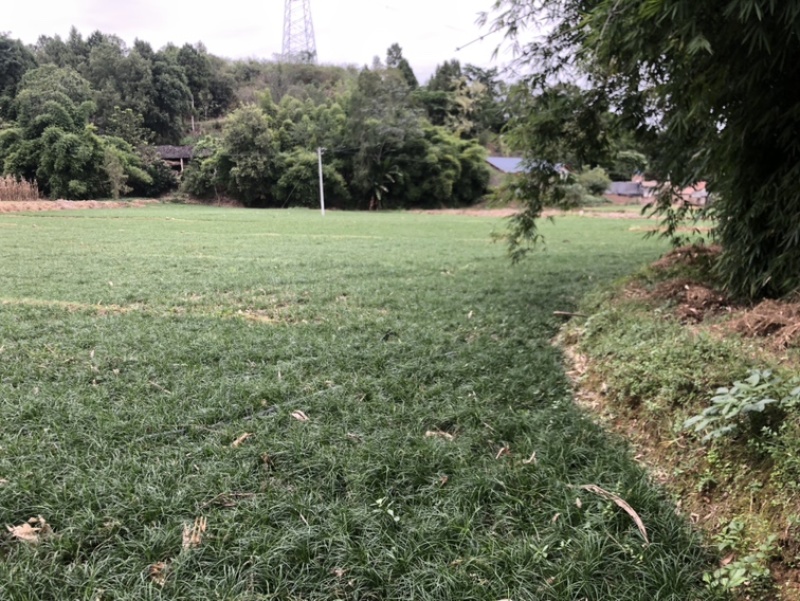 绵阳三台麦冬苗！绿化苗！价格实惠质量优秀