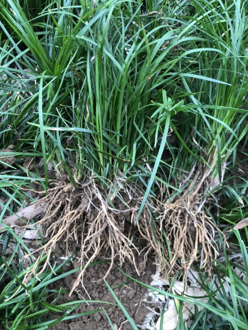绵阳三台麦冬苗！绿化苗！价格实惠质量优秀