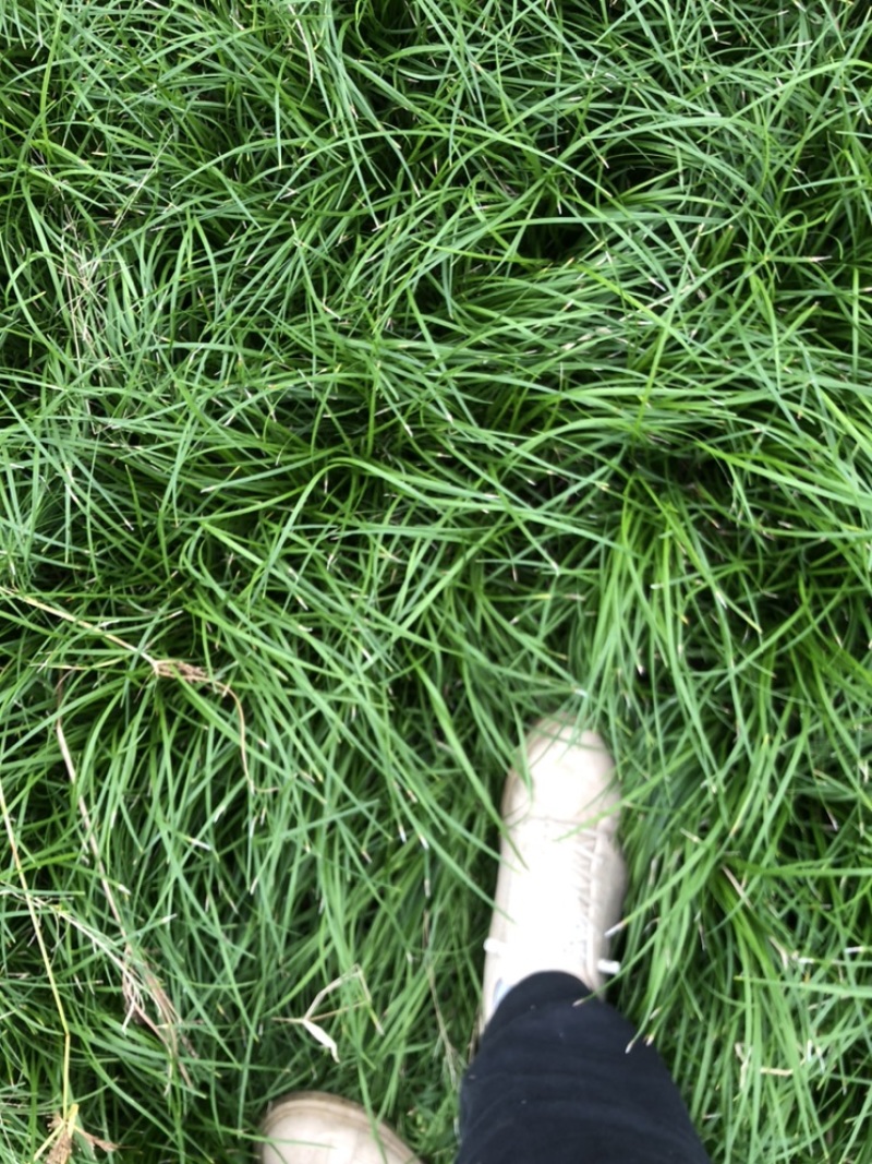 绵阳三台麦冬苗！绿化苗！价格实惠质量优秀