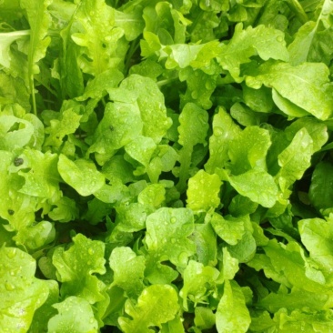荠荠菜