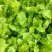 荠荠菜