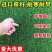 草坪草籽四季常青马尼拉护坡种子庭院绿化