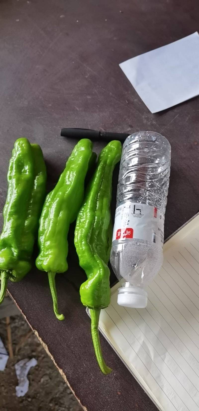 潼阳蔬果基地，万亩秋延后博皮鲜辣椒大量上市中