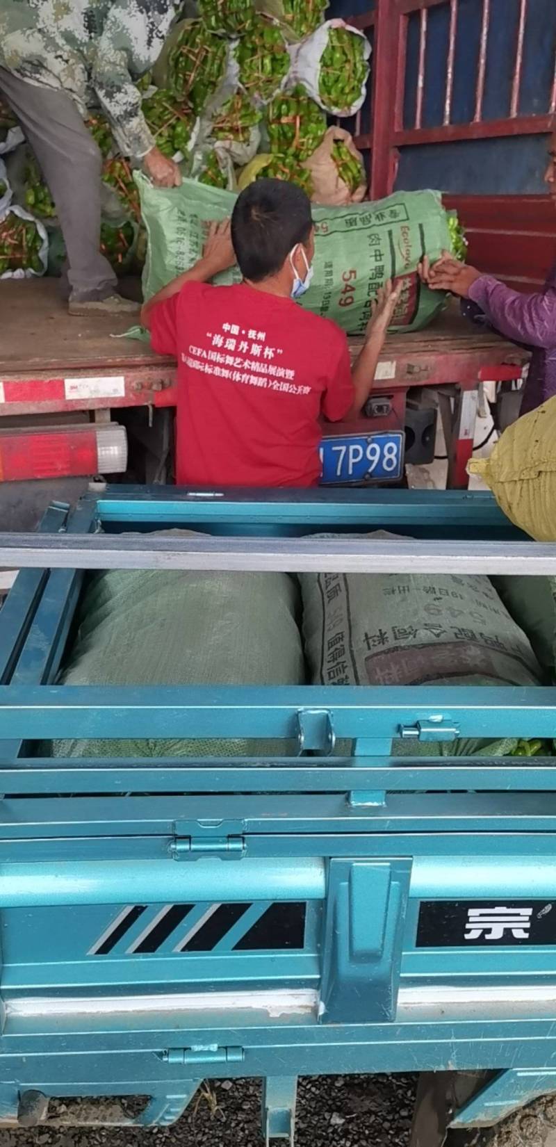 潼阳蔬果基地，万亩秋延后博皮鲜辣椒大量上市中