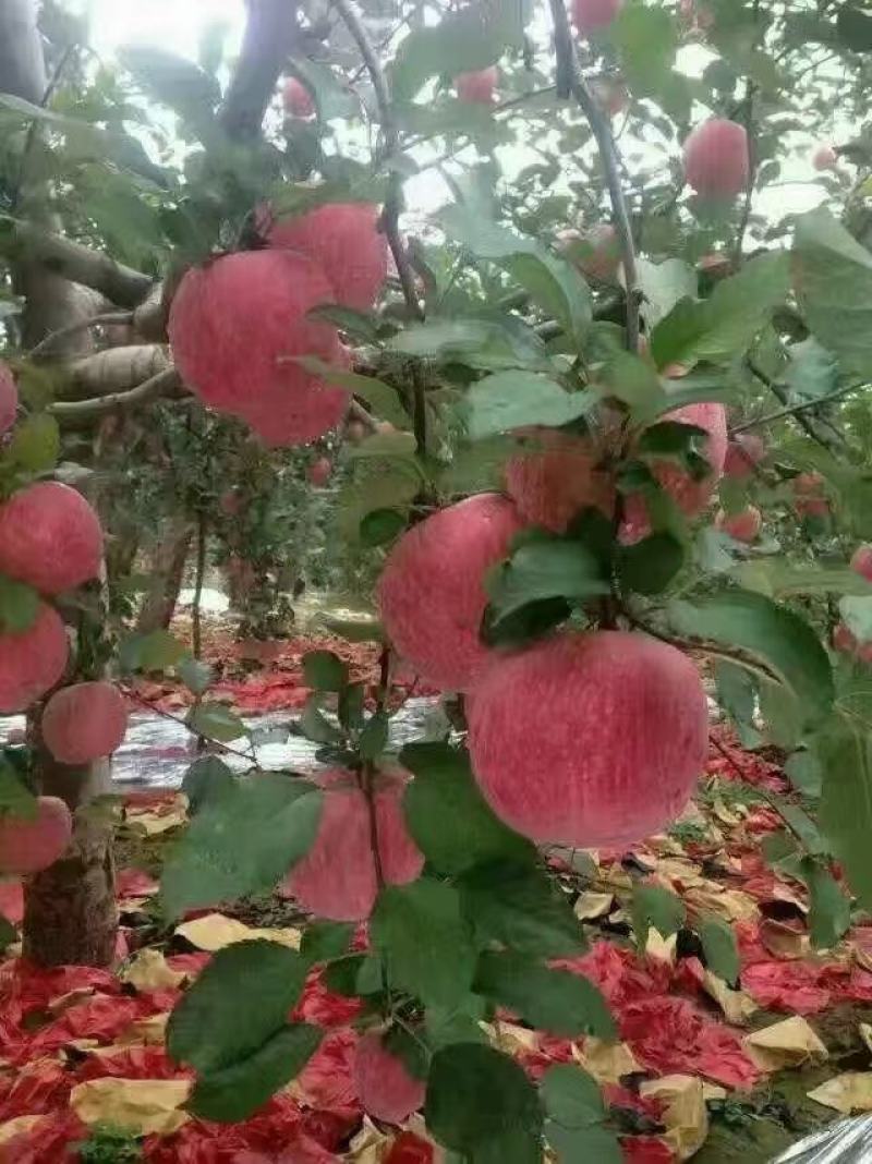 陕西宜川苹果，高原红富士，纸袋，大铁框冷库