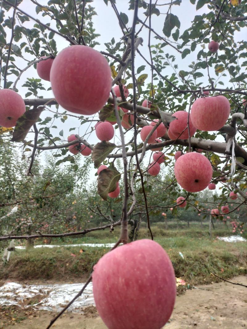 陕西宜川苹果，高原红富士，纸袋，大铁框冷库