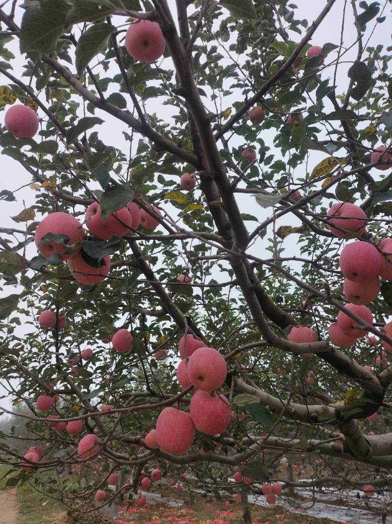 陕西宜川苹果，高原红富士，纸袋，大铁框冷库