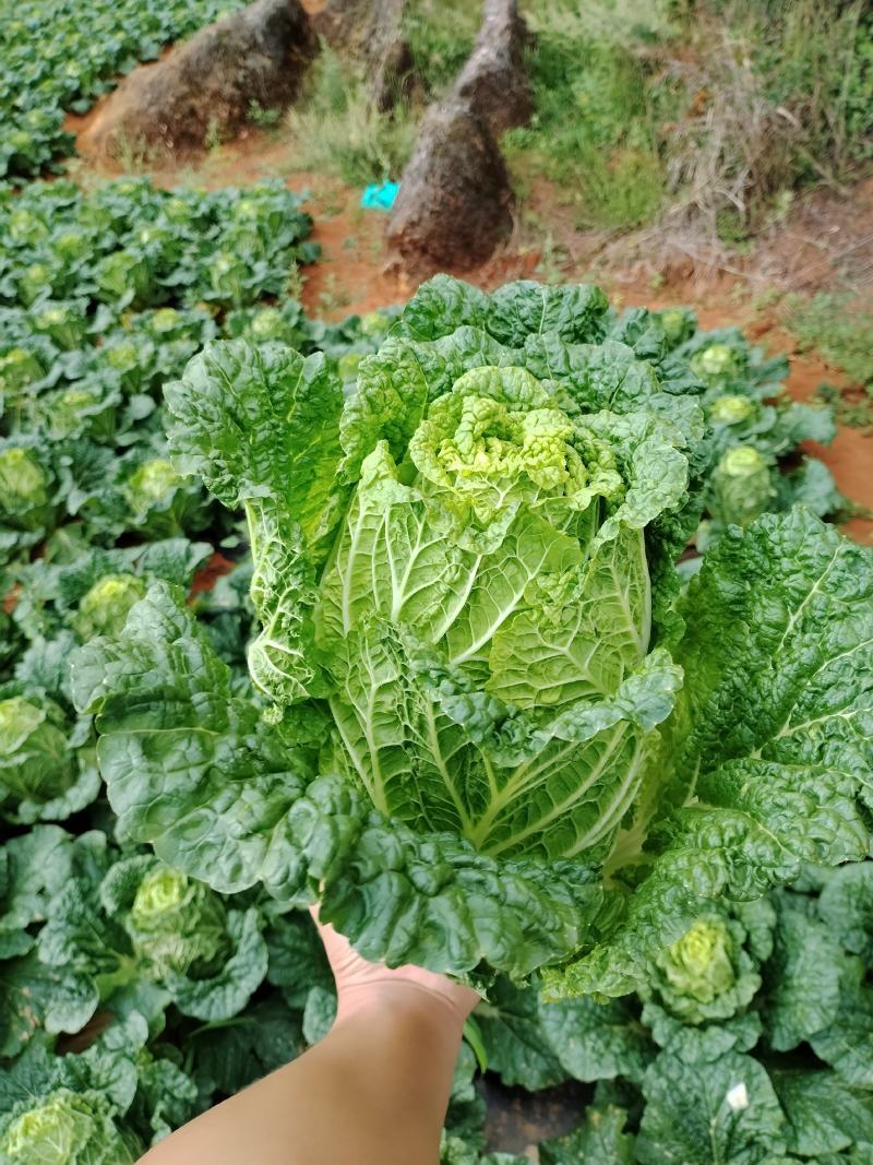 大白菜