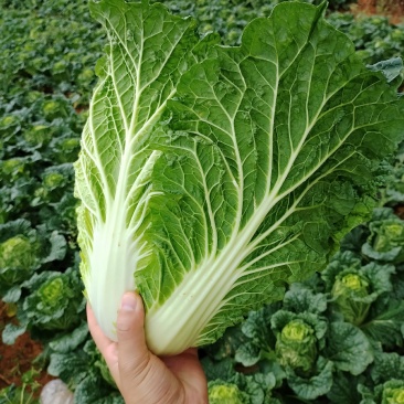大白菜