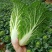 大白菜