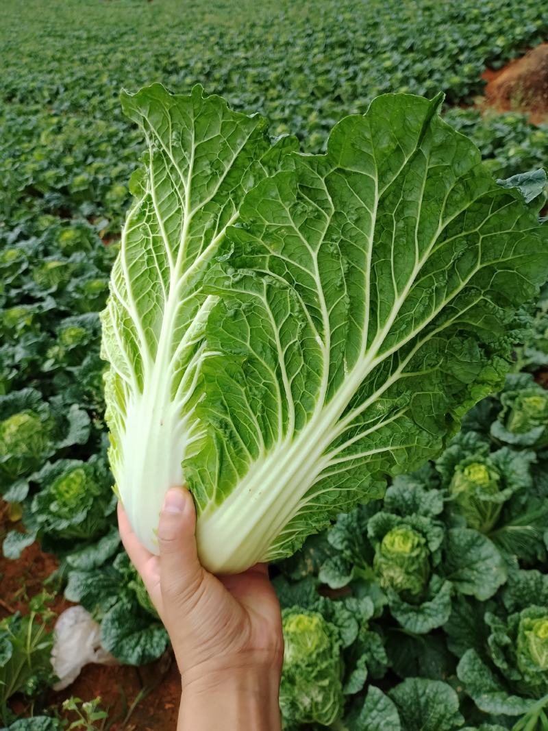 大白菜