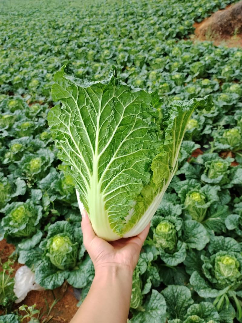 大白菜