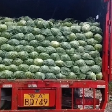 湖北甘蓝寒胜甘蓝各种蔬菜产地直供量大从优欢迎联系