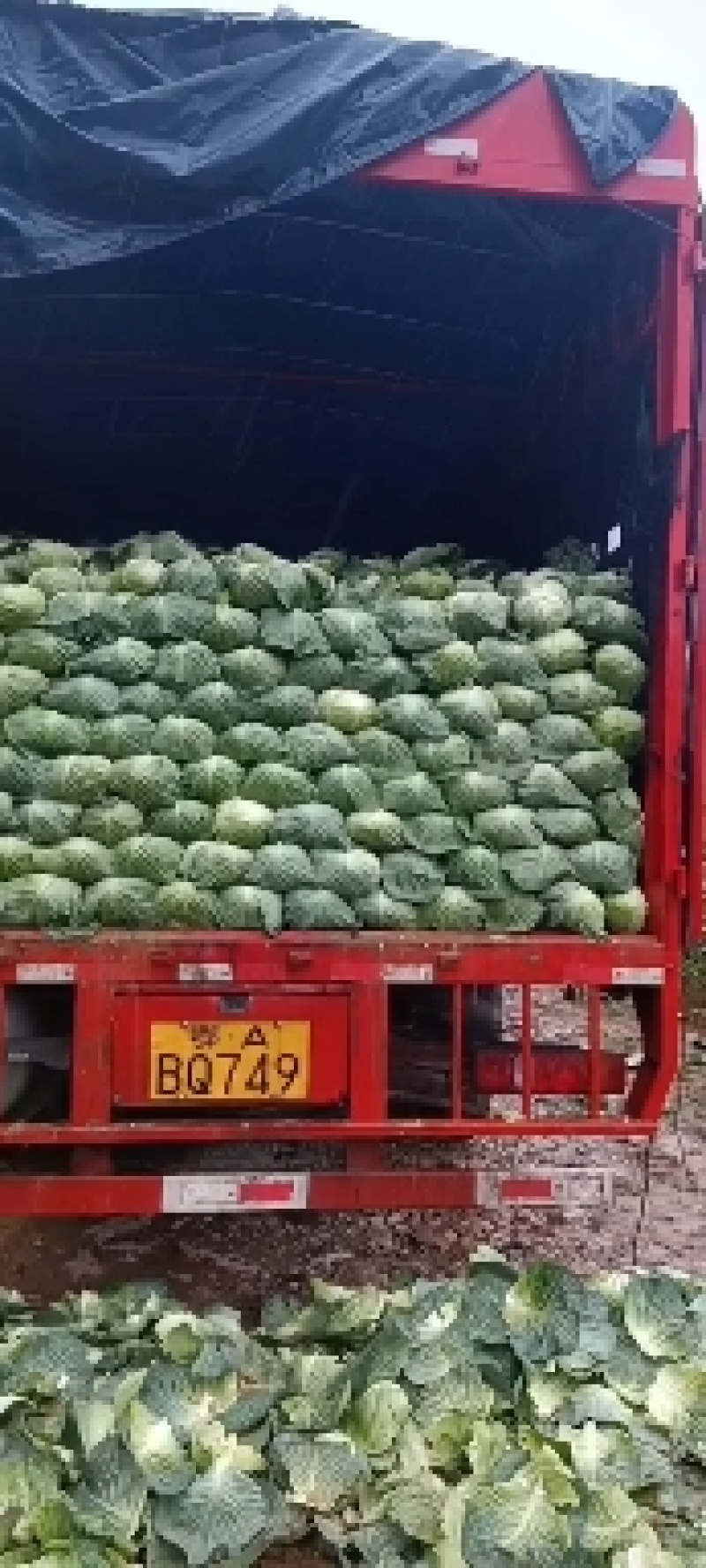 湖北甘蓝寒胜甘蓝各种蔬菜产地直供量大从优欢迎联系