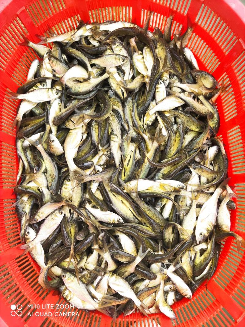 【优选】鲢鱼苗花鲢鱼苗大量有货，氧气袋装货全国包送。